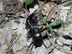 Жук-олень 003